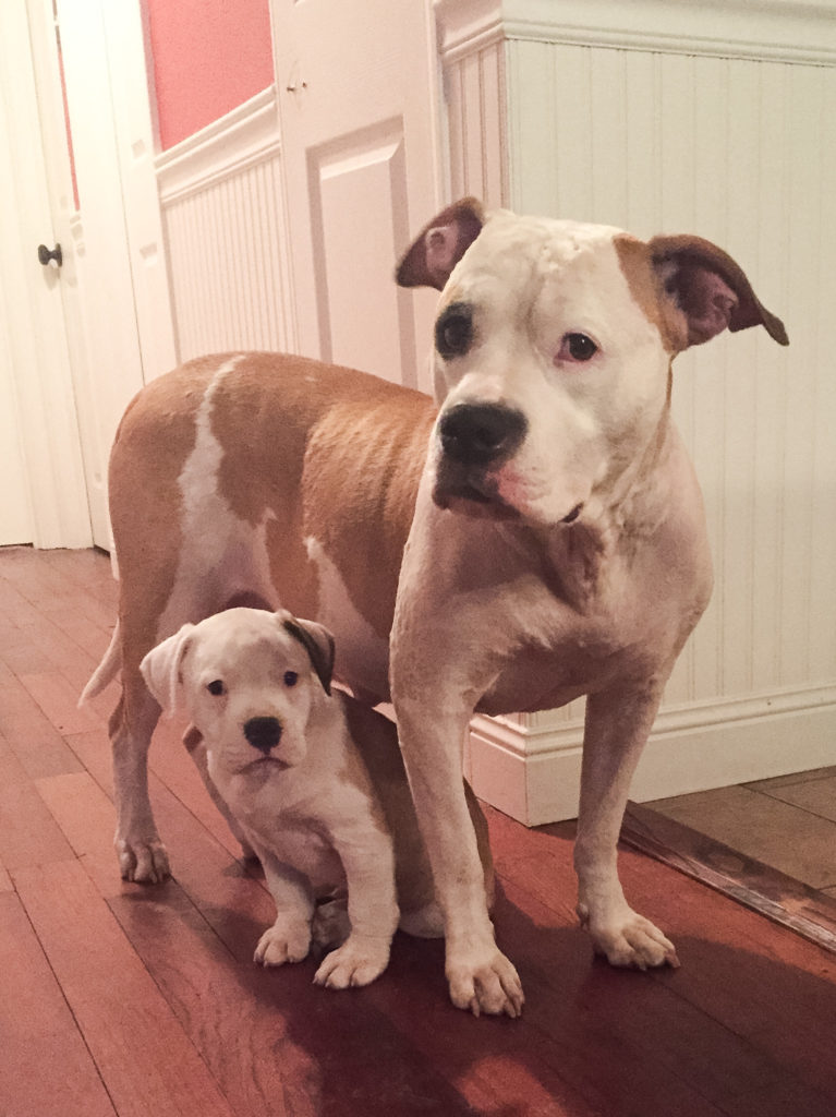 Mackenzie guarding puppy Oscar
