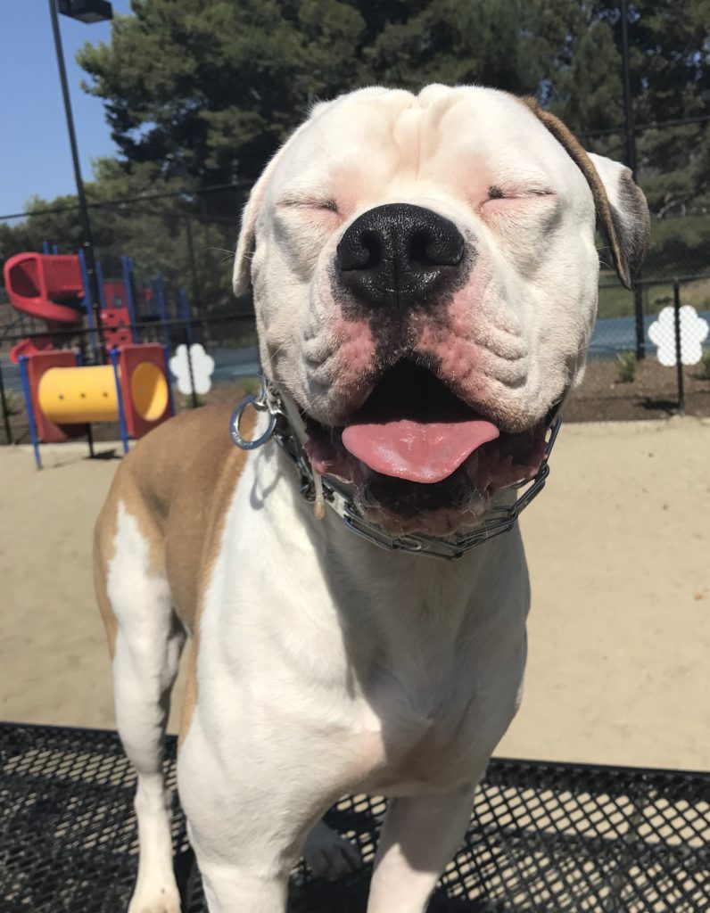 Smiling American Bulldog Oscar at the dog park