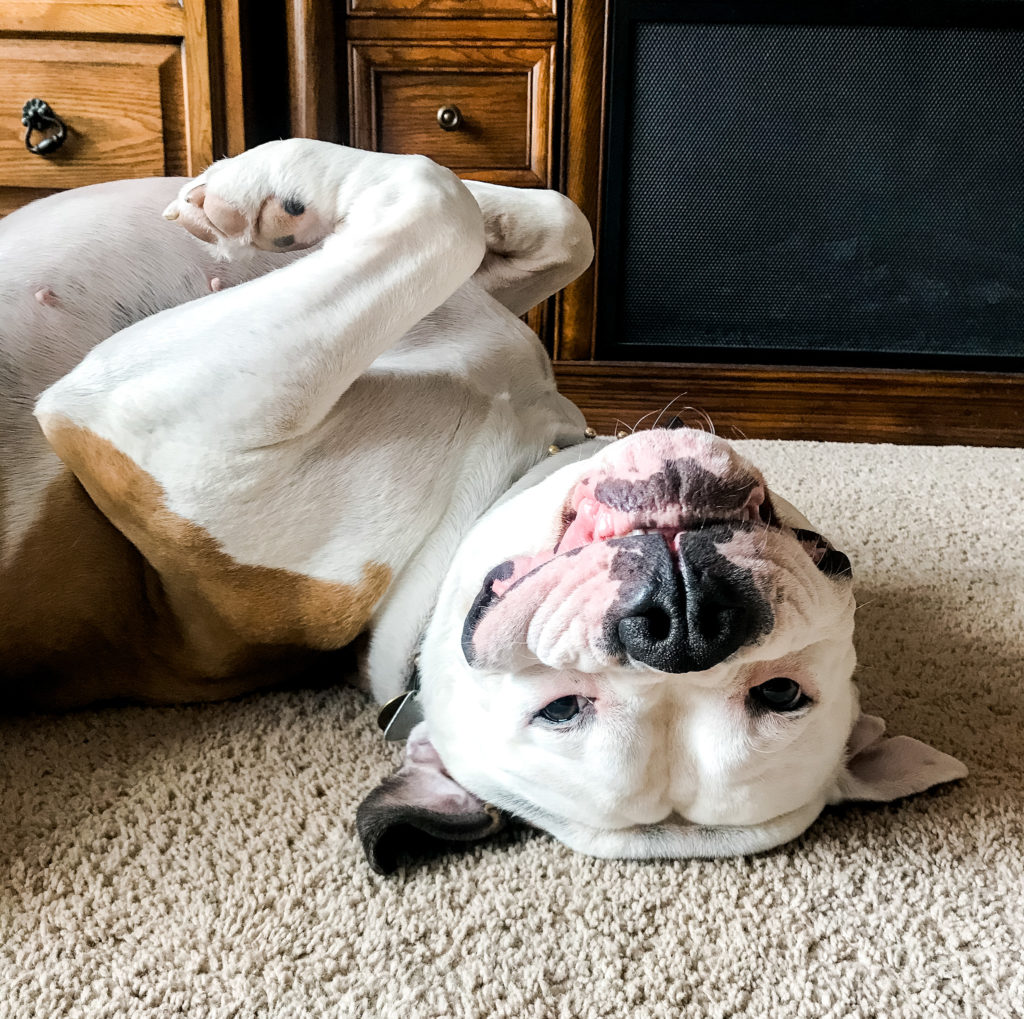 Oscar the American Bulldog laying on his back with his paws in the air