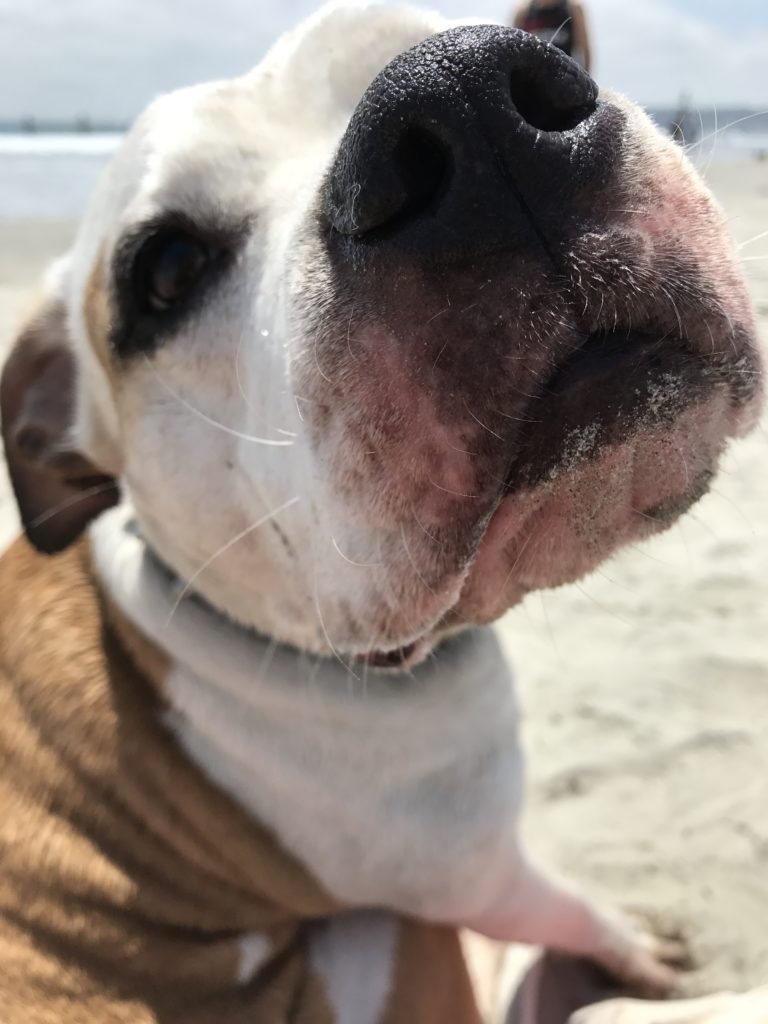 American Bulldog Mackenzie at the beach. Up close of nose